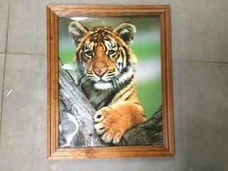 Tiger Picture 18 3/4" X 23'.