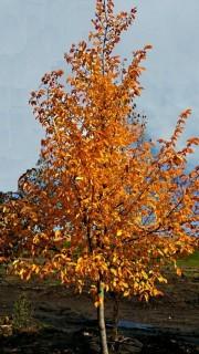 (1) Elm Tree Basketed Approximately 4" Trunk Base. 