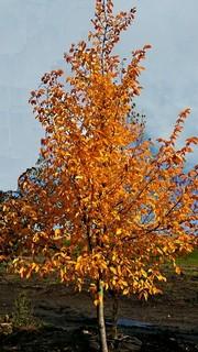 (1) Elm Tree Basketed Approximately 4" Trunk Base. 