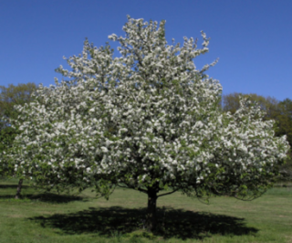 (1) Dolgo Flowering Crabapple Basketed Tree Approximately 4" Trunk Base.