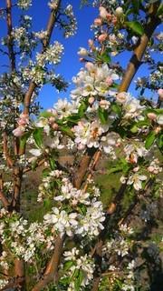 (1) Dolgo Flowering Crabapple Basketed Tree Approximately 4" Trunk Base.