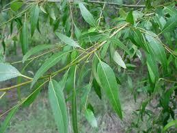 (5) # 2 Gal. Narrowleaf Poplar Potted Trees. 