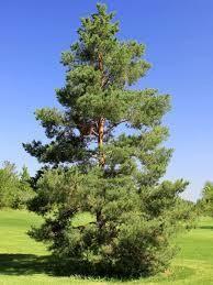 (1) # 10 Gal. Scots Pine Potted Tree.