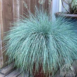 (5) # 2 Gal. Blue Fescue Potted Decorative Grass.