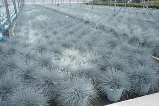 (5) # 2 Gal. Blue Fescue Potted Decorative Grass.