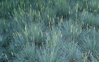 (1) # 2 Gal. Blue Fescue Potted Decorative Grass.