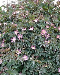 (5) # 2 Gal. Red Leaf Rose Potted Decorative Shrubs.