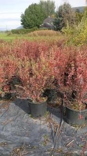 (5) # 5 Gal. Hedge Cotoneaster Potted Decorative Shrubs.