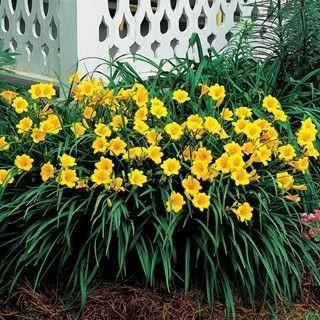 (5) #2 Gal. Stella D'oro Daylily Potted Shrubs.