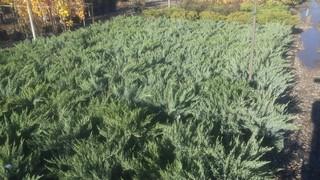 (5) # 5 Gal. New Blue Tam Juniper Potted Shrubs.