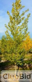 Qty of (5) Bylands Green Poplar Trees
