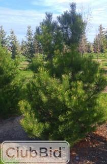 Qty of (5) Mountain Pine Trees