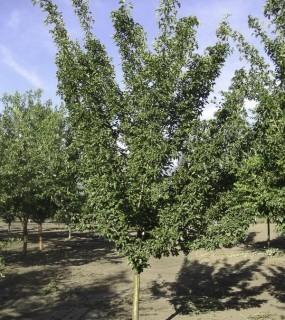 Qty of (5) Snowbird Hawthorn Trees