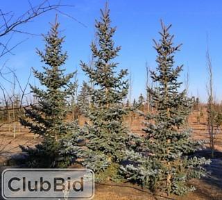 Qty of (5) Bakeri Spruce Trees
