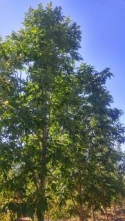 Qty of (5) Calypso White Ash trees
