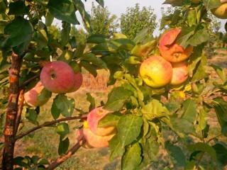 Qty of (5) Hardi-MacEating Apple Trees