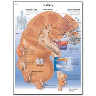 3B Scientific VR1515UU Glossy Paper Kidney Anatomical Chart, Poster Size 20-Inch Widthx26-Inch Height