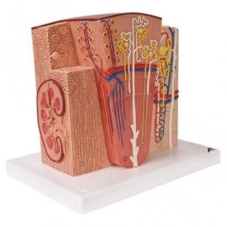 3B Scientific K13 Microanatomy Kidney Model, 7.5-Inch Lengthx9.3-Inch Widthx10-Inch Height