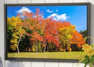 "Fall Trees" - Photographic print on canvas - 20" x60" 