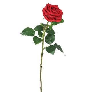 Ophelia & Co. Real Touch Rose Stem (OPCO2280_22208866) - 6 pcs - Red
