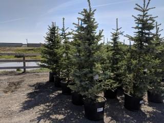 Quantity of (5) 5' to 7' Colorado Blue Spruce