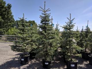 Quantity of (5) 5' to 7' Colorado Blue Spruce