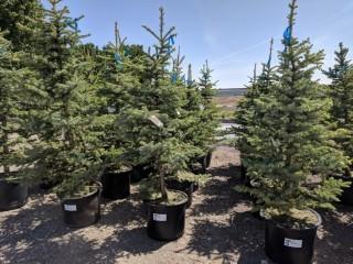 Quantity of (5) 5' to 7' Colorado Blue Spruce