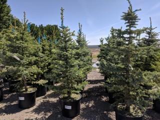 Quantity of (5) 5' to 7' Colorado Blue Spruce