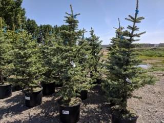 Quantity of (5) 5' to 7' Colorado Blue Spruce