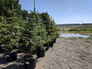 Quantity of (5) 5' to 7' Colorado Blue Spruce