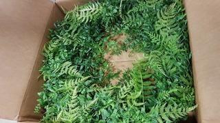 Laurel Foundry Modern Farmhouse Artificial 24 Buckler Fern and Grass Wreath (LRFY6576_20584022)