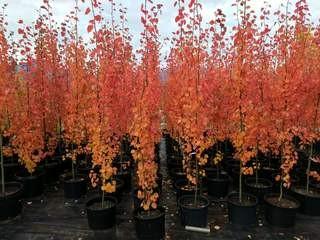 Lot of (5) Swedish Aspen Trees