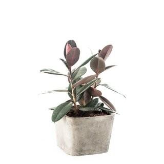 My Spirit Garden Soreno Tapered Composite Pot Planter MYSP1135_17887086) - 50cm x 22cm x 22cm