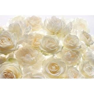 Komar Rose 12.1' x 98" Wall Mural (XXL4-007)