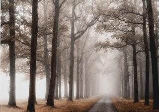 Misty Road' Photographic Print on Wrapped Canvas-18"x27"