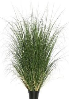 24" Green Curled Grass in Pot