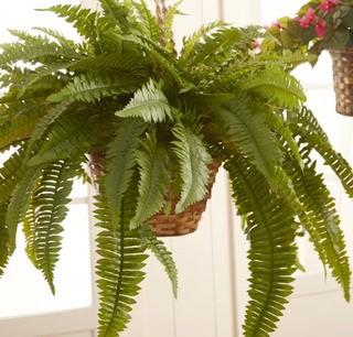 Brayden Studio Double Giant Boston Fern Foliage in Basket (BRSD6412)