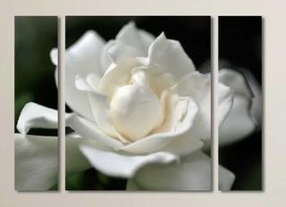 Willa Arlo Interiors 'Lovely Gardenia' 3 Piece Photographic Print on Wrapped Canvas Set (WRLO6976_22801740)30x41"