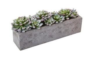 5.5" Succulent Garden Desk Top Plant in Planter