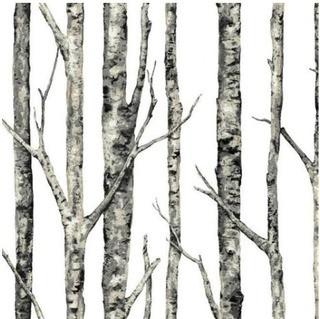 Tristian Birchwood 33' L x 20.5" W Wallpaper Roll, 2 Rolls 