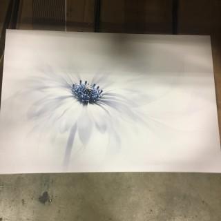 Daisy Print On Wrapped Canvas 24x16