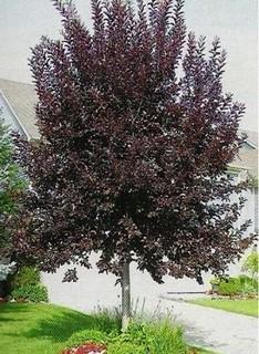 Lot of (5) Schubert Chokecherry Basketed Trees Approximate Size 80-100mm.