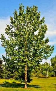 Lot of (5) Tristis Poplar Basketed Trees Approximate Size 80-100mm