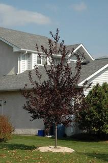 Lot of (5) Spur Schubert Chokecherry Basketed Trees Approximate Size 50-70mm