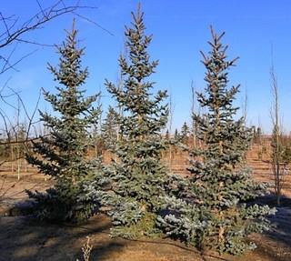 Lot of (5) Bakeri Spruce Basketed Trees Approximate Size 2.25-3.5m.