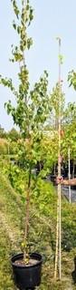 Lot of (5) Paper Birch Potted Trees Approximate Size # 5.