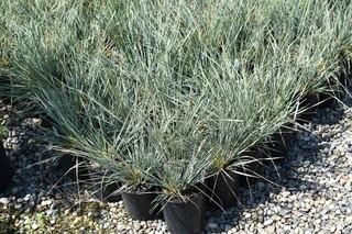 Lot of (5) Blue Oat Grass Potted Grass Approximate Size # 1.