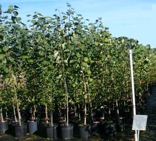 Lot of (5) Balsam Poplar Potted Trees Approximate Size # 2. 