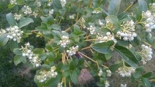 Lot of (5) Buds Yellow Dogwood Potted Shrubs Approximate Size # 5.