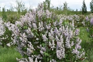 Lot of (5) Common Lilac Potted Shrubs Approximate Size # 2.